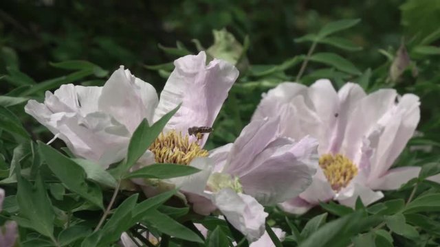 Flying working bee in the middle of a flower gently pink peony close-up. Leaves move slowly in the wind. Full HD video, 240fps, 1080p.