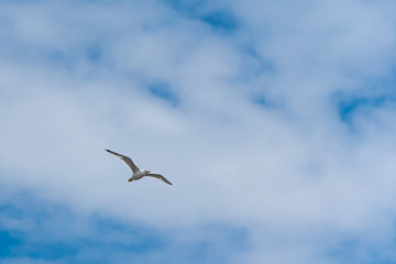 bird, sea gull flying in the blue sky