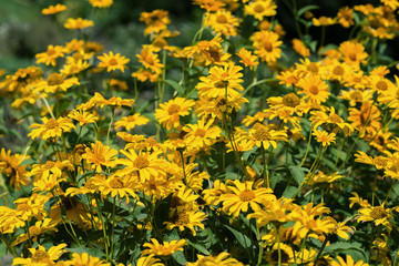 Flowers heliopsis blooms in the garden