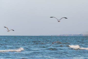The sea gull is flying over the sea near the beach