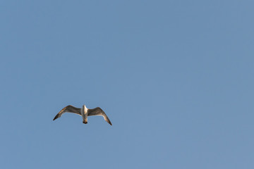 bird, sea gull flying in the blue sky