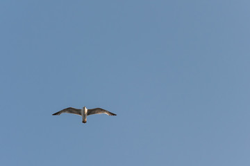 bird, sea gull flying in the blue sky