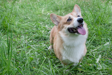 Cute pembroke welsh corgi puppy.