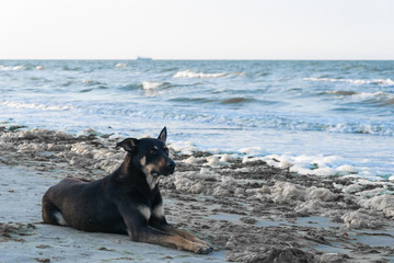 the dog lies on the sea beach