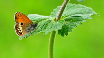 Coenonympha arcania  59