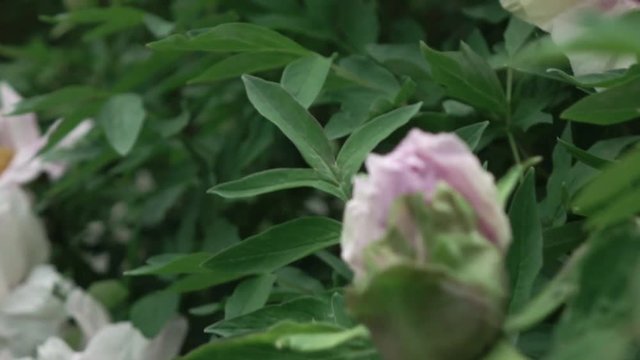 A blossoming bush with close-up pink peony flowers shot in cloudy weather in the summer. Panoramic down up video. Full HD video, 240fps, 1080p.