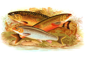 illustration of salmon