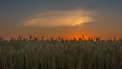 Sunset in the field