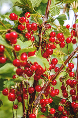 different coloured flowers in the night