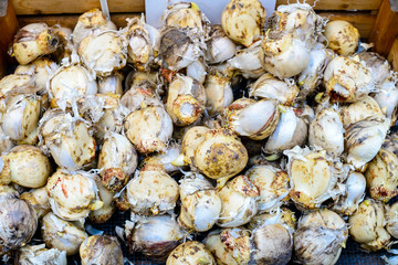 Flower tulip bulbs in a box. Top view