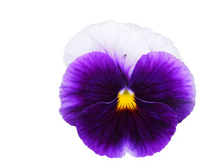 Violet flower of garden pansy (Viola) isolated on white background.   