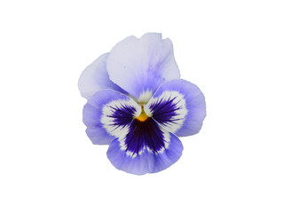 Blue flower of garden pansy (Viola) isolated on white background.   