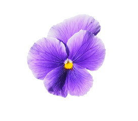Naklejka na ściany i meble Violet flower of garden pansy (Viola) isolated on white background. 
