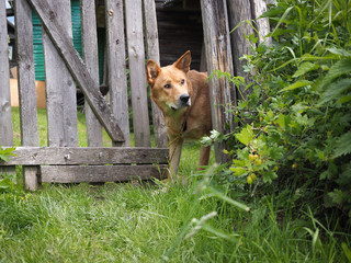 Big dog looks over the old fence in the garden