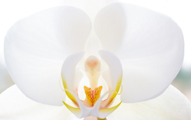 Orchidee © tour-foto.de