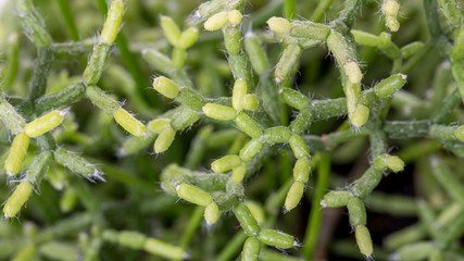 Cactus succulents Rhipsalis cereuscula. Rectangular arrangement of succulents, green plants...