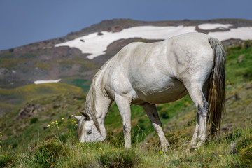 Obraz na płótnie Canvas White horse feeding against mountain with snow