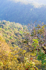in winter at Doi Tung Chiang Rai province north of Thailand. the weather is cool and dry leaf of the trees change to yellow color..