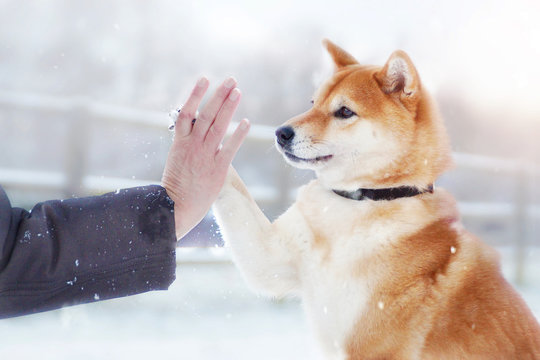 Hund ber&uuml;hrt mit Pfote die Hand eines Menschen 