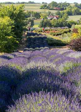 Garden with the flourishing lavender