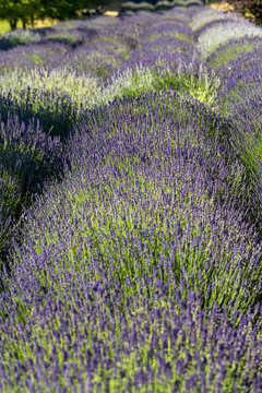 Garden with the flourishing lavender