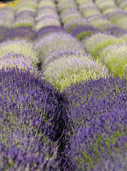 Plakat Garden with the flourishing lavender