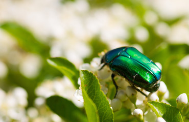 scarabeo sulla foglia