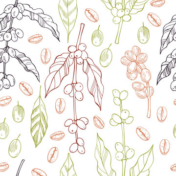 Vector seamless pattern with hand drawn  coffee  plants and beans