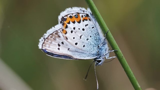 Hauhechel-Bl&auml;uling putzt sich mit seinem R&uuml;ssel - Makroaufnahme