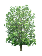 Obraz premium Isolated Tree on white background ,Suitable for use in landscape design, Tree from thailand, Asia