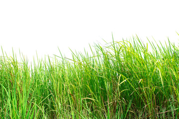 Green grass isolated on white background.