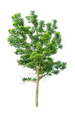 Isolated Tree on white background ,Suitable for use in landscape design, Tree from thailand, Asia