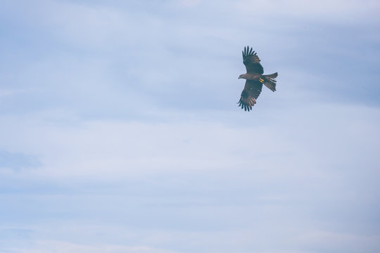 Bird of prey flying against cloudy sky