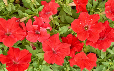 many bright young flowers petunia