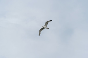 Fototapeta premium Seagull flying against cloudy sky background