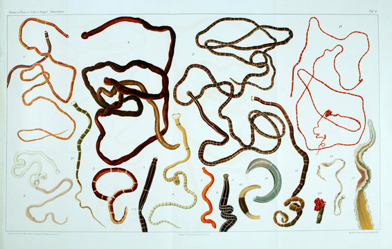 Illustration of worms