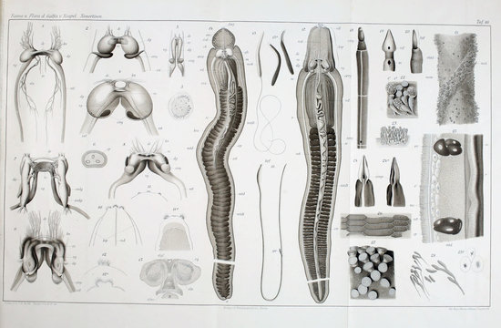 Illustration of worms