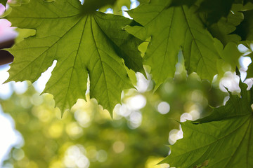 Green leaves in sunlight against a blue sky