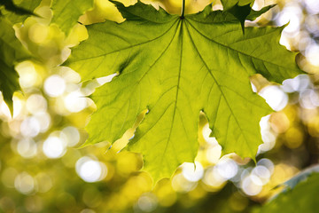 Green leaves in sunlight against a blue sky