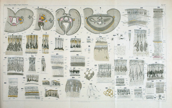 Illustration of worms