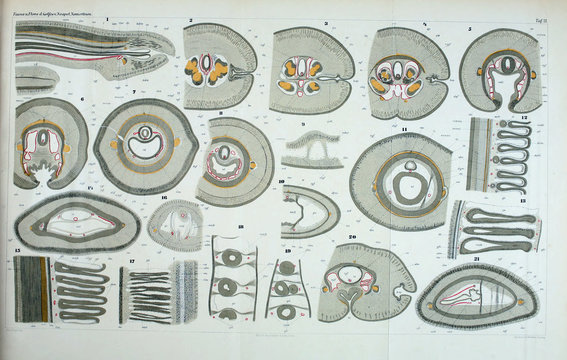 Illustration of worms