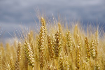ears of golden wheat against the gray sky
