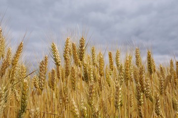 ears of golden wheat against the gray sky