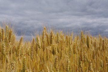 ears of golden wheat against the gray sky