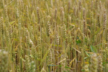 ears of golden wheat on the field