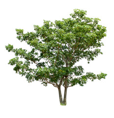 Obraz premium Isolated Tree on white background ,Suitable for use in landscape design, Tree from thailand, Asia