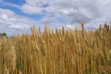 wheat field with a cloudy sky