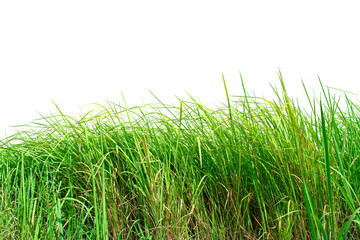 Green grass isolated on white background.