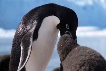 Adelie penguin feeding cub in ANtarctica