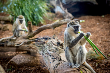 Obraz premium Vervet Monkey chewing on a leaf